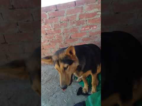 منشأة سليمان مركز كفر الزيات الغربيه