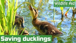 Cute abandoned ducklings rescued from lake!