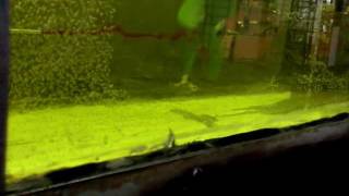 Low Speed Water Tunnel Flow Visualization over Propeller