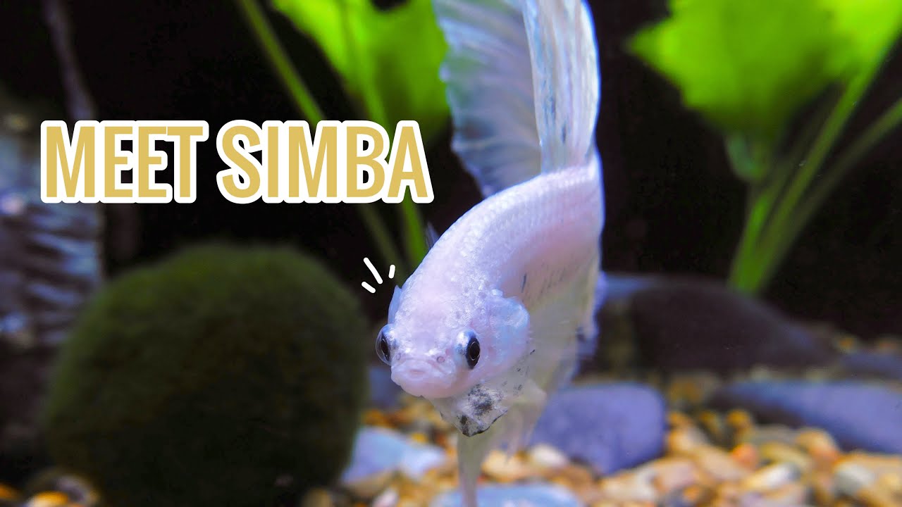 camera iphone 8 plus apk VLOG: Picking out my new betta