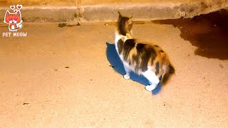 My cute cat suzana i love her 😹 | Pet Meow