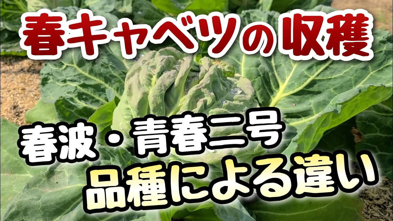 春キャベツ】春波と青春二号の生育状態の比較と春波の収穫 - YouTube