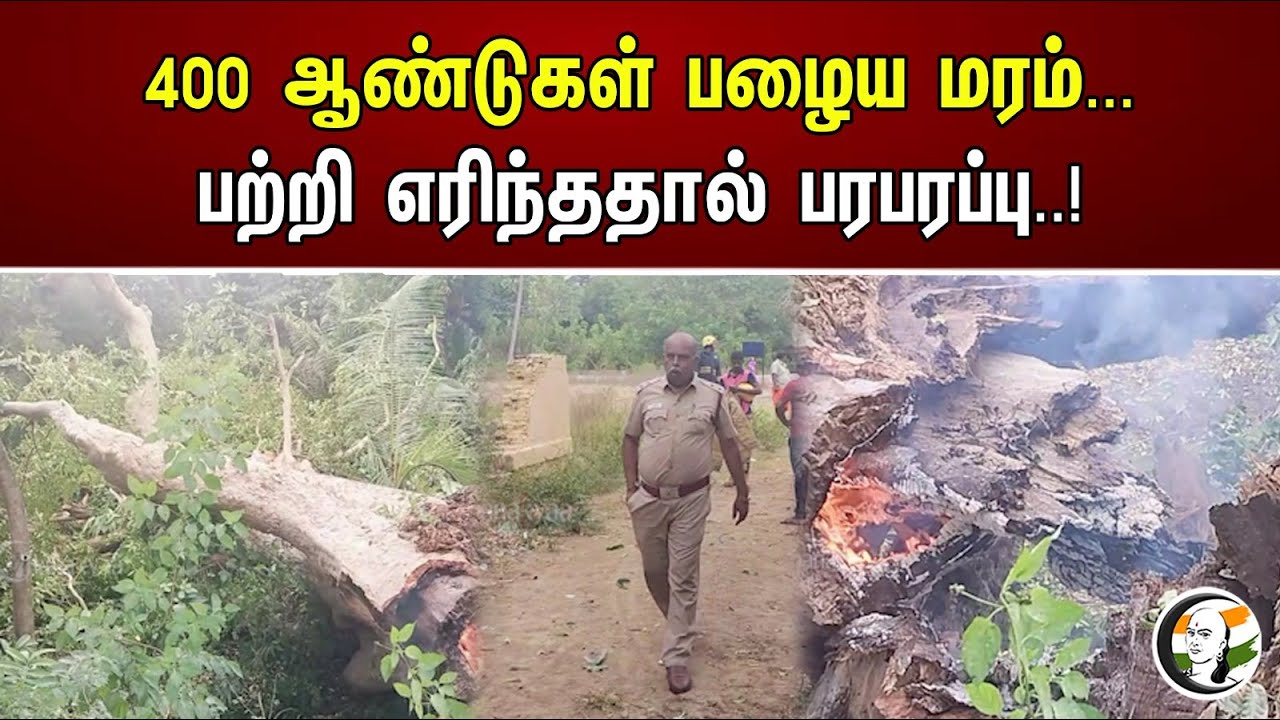 400 ஆண்டுகள் பழைய மரம்... பற்றி எரிந்ததால் பரபரப்பு..! | 400 Year Old Tree  Burned