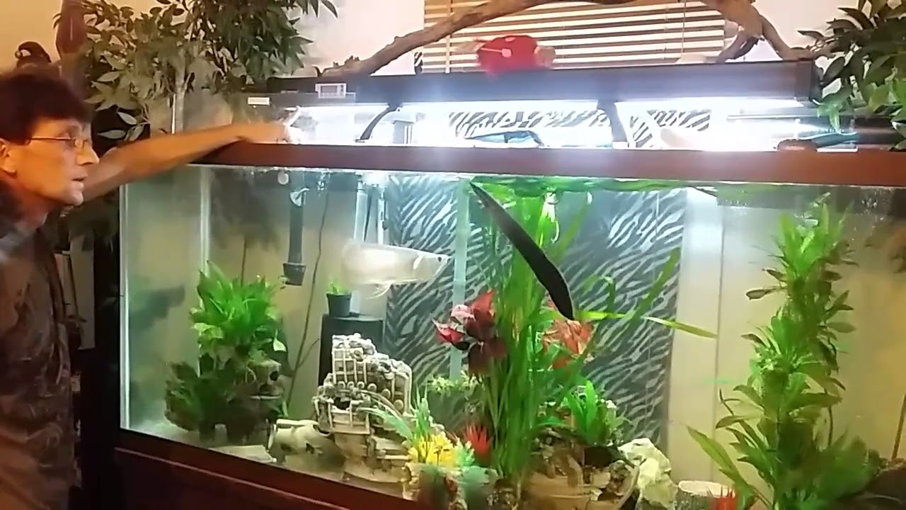 Feeding marowana