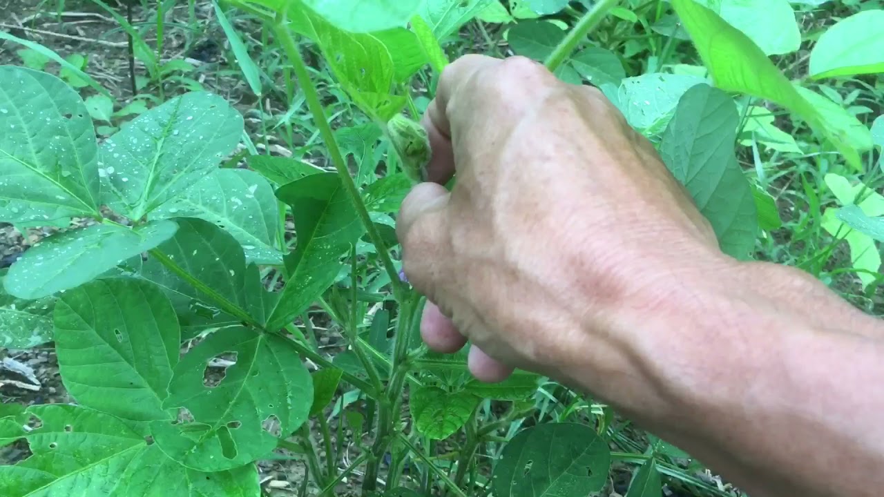 せっかく作るなら在来種の「八天狗大豆」【自然栽培】増収できるか