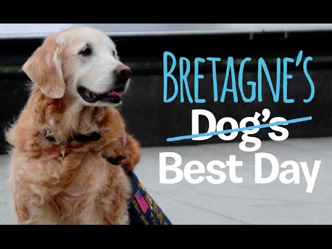 Last 9/11 Search and Rescue Dog Bretagne Comes Back to NYC | DOGS BEST DAY!