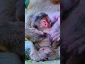 #babyanimal #animals #monkey