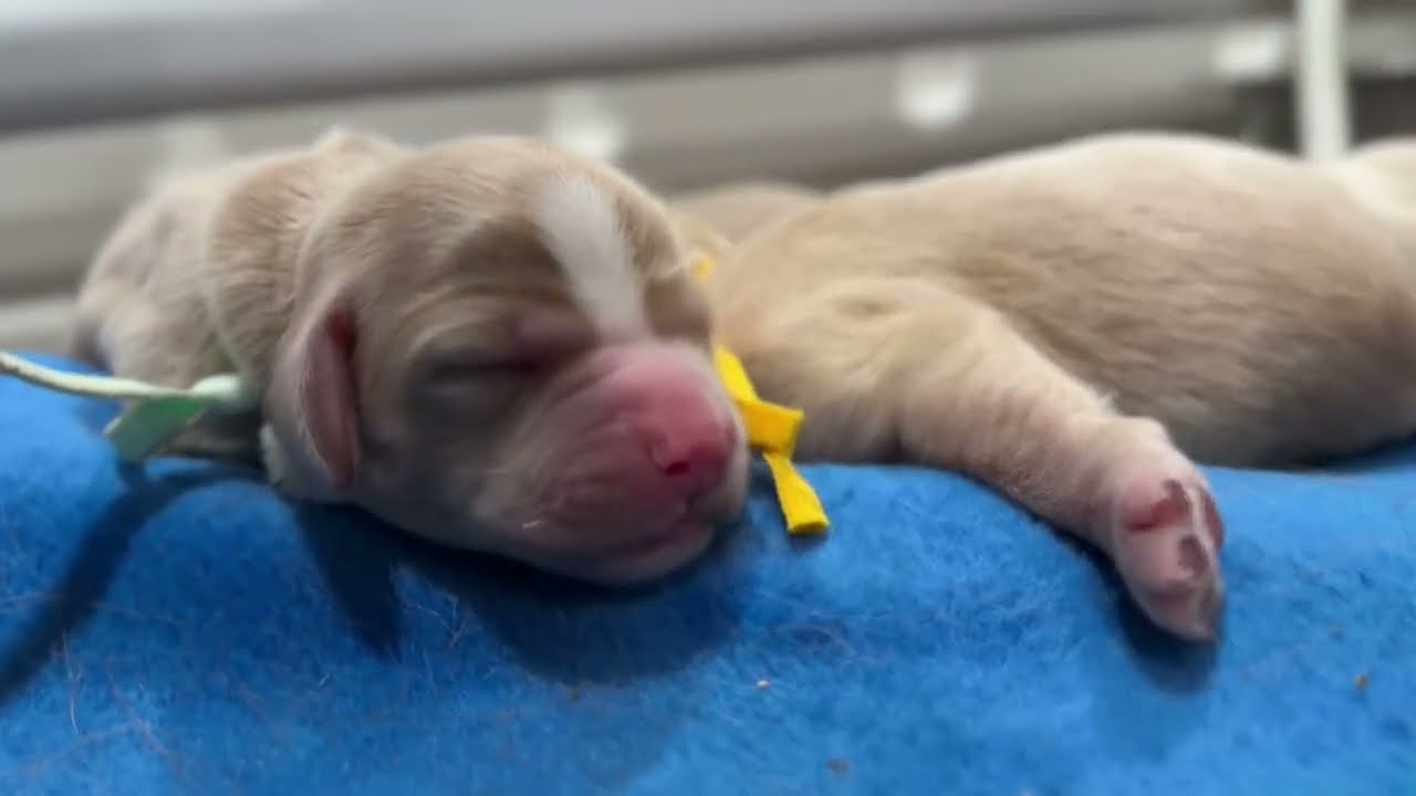 Newborn Miniature Golden Retriever Puppies. This Is Cara and Sunny's Blooming Blossoms Litter.