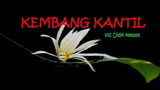 kembang kantil