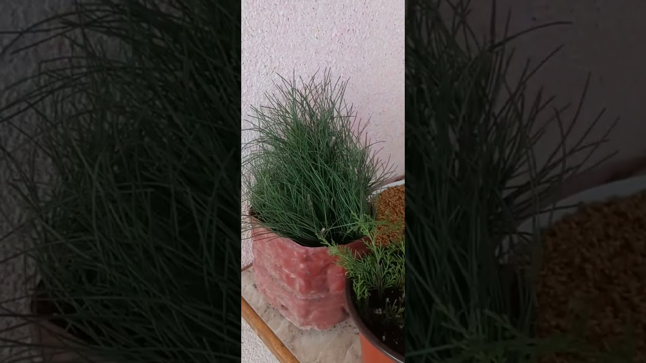 Каола гули очилди. Шифлера баргидан кўпайтириш. Арчадан кўчат қилиш 