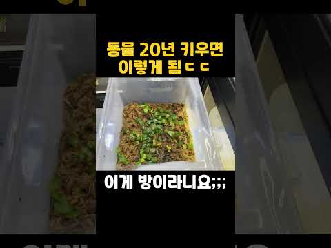 20년 넘게 <strong>파충류</strong> 키우면 이래 됨ㄷㄷ