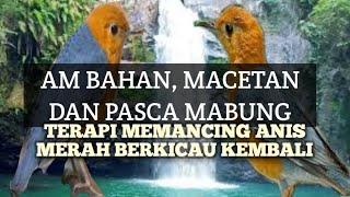 ANIS MERAH bahan MACETAN PASCA MABUNG ¦ perlu TERAPI ini ¦ PANCINGAN NGEPLONG @MatpunkAsikAsik