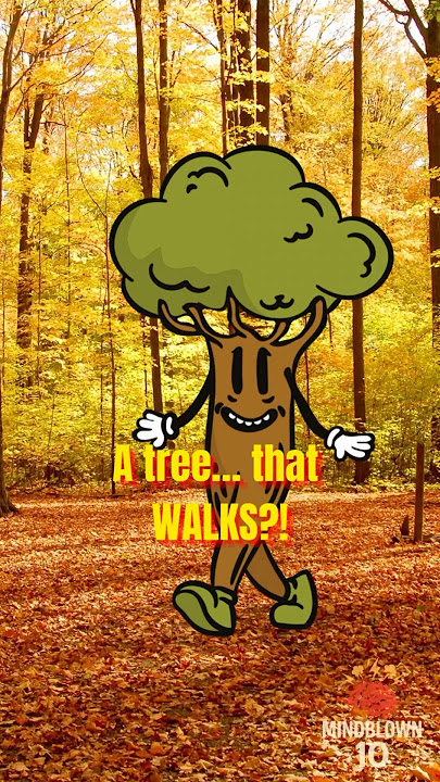 This Tree Can “Walk”? 🌴 The Strangest Plant in the Jungle! #MindBlown #Shorts