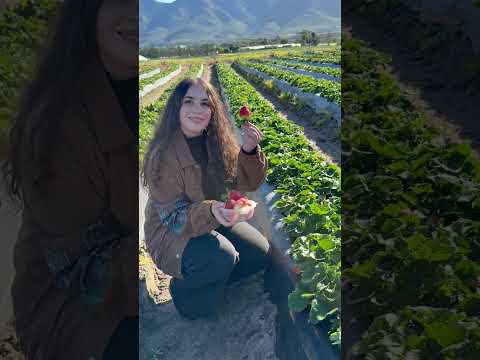 مزرعة الفراولة غاردن روت جنوب افريقيا   