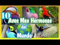 10 aves ms hermosas del mundo  las aves mas bellas   