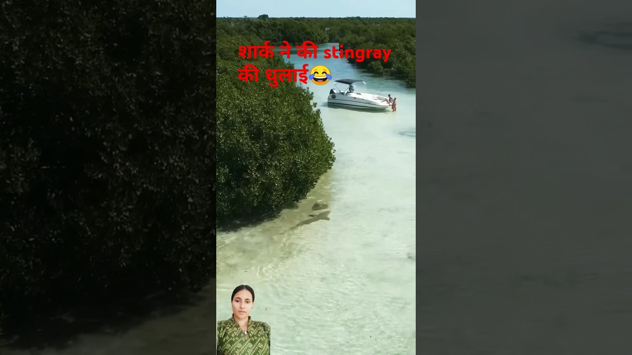 Shark vs Stingray: Intense Chase and Epic Showdown! 