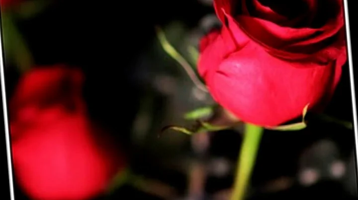 Limitless World of Life Video - Theresa LeBlanc