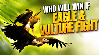 Who will win if eagle and vulture fight