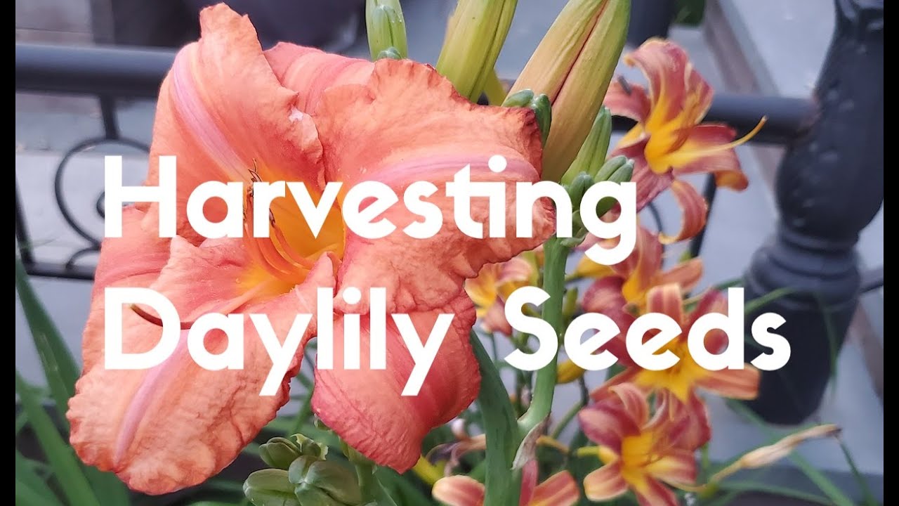 Harvesting Daylily Seeds YouTube