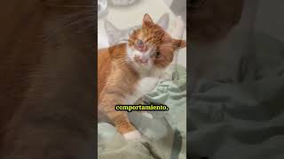 ¿QUÉ DETECTAN LOS GATOS EN LAS PERSONAS? EMOCIONES OCULTAS  #gatos #gatumania#shorts