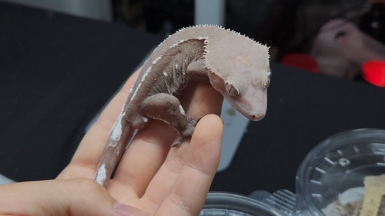 파충류샵 더쥬. 역대급 기증이 왔습니다. 얘네를 그냥 주셨네요...