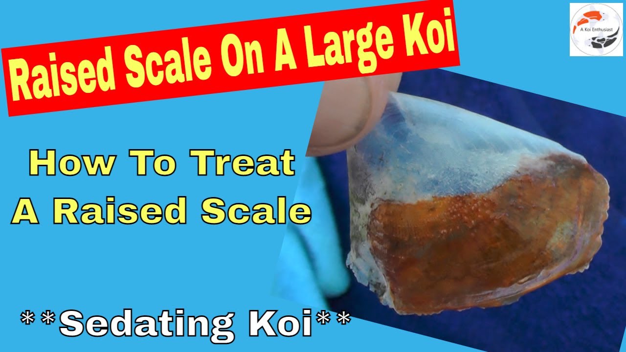 Large Koi With Raised Scale How To Treat A Poorly Koi Sedating Koi Maxresdefault