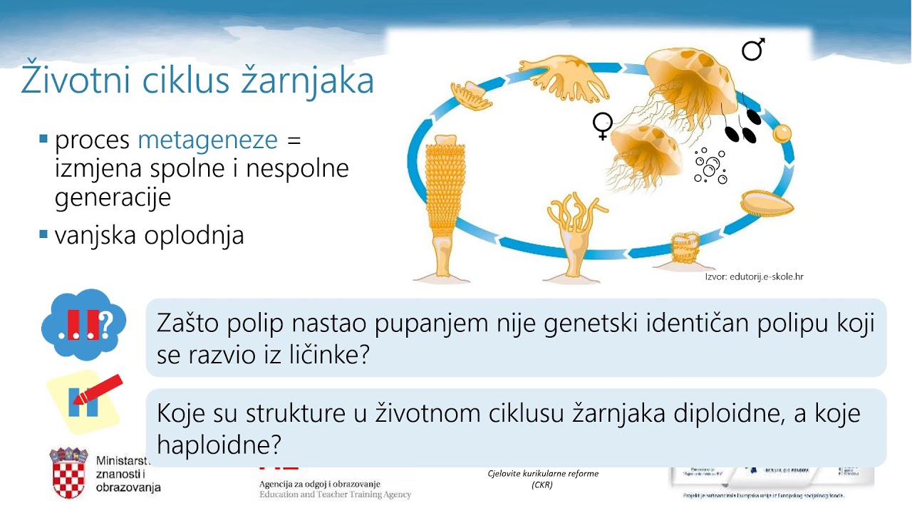 Biologija, 2. r. SŠ - Životni ciklus životinja, 1. dio