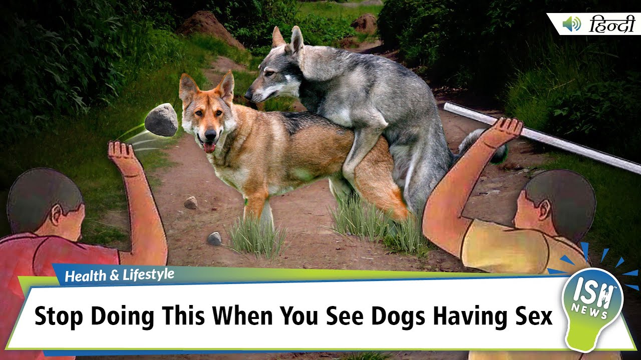 Stop Doing This When You See Dogs Having Sex| ISH News