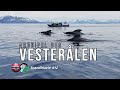 12 larchipel des vesterlen roadtrip en scandinavie norvge norway vesteralen whales