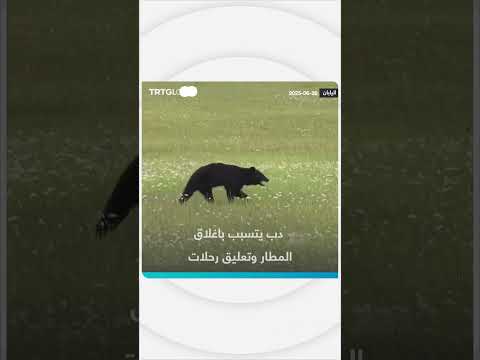 دب يغلق مطاراً ويتسبب بتعطيل الرحلات الجوية