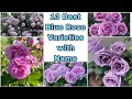 13 Best Blue ЁЯТЩ Roses Variety Types Of Blue Rose 13 Best Blue ЁЯТЩ Roses Variety Types Of Blue Rose