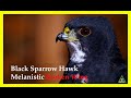 Spartacus, The Black Sparrow Hawk- Melanistic. Broke his Corocoid Bone! Follow his journey! (SWAES)