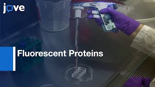 Fluorescent Proteins to Visualize and Quantitate Chlamydia Growth | Protocol Preview