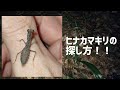 日本最小！ヒナカマキリはどこにいる？Smallest Praying Mants in Japan!