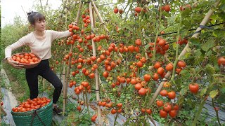 Dương Daily Life  Harvest at the largest tomato garden in the area  Go to the market sell