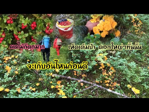 เห็ดก็เยอะ ผลไม้ก็ดกจะเอาอันไหนก่อนดี#เก็บเห็ด#เก็บบลูเบอรี่25.08.21