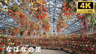 A complete tour of Japan's largest begonia garden in Nabana no Sato! #なばなの里ベゴニアガーデン 2024 by Hi Japan 443 views 2 months ago 20 minutes