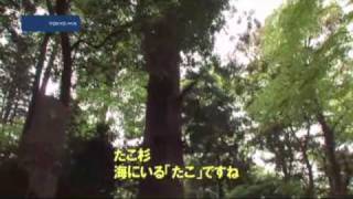 都心から1時間　高尾山の魅力