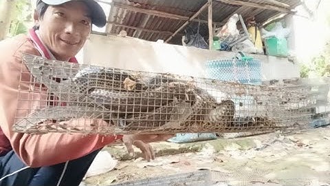 Thăm luồng bẫy đầu tiên quá bất ngờ tưởng hôm nay bão rắn @Long-SB-vlog 