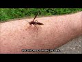 Picking up a paper wasp with my BARE HAND!