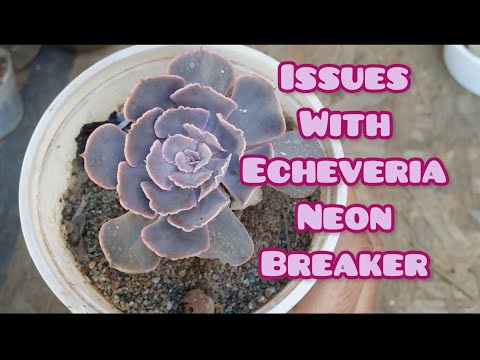 Video: Peacock Echeveria Info: informazioni sulla cura delle piante grasse di Peacock Echeveria