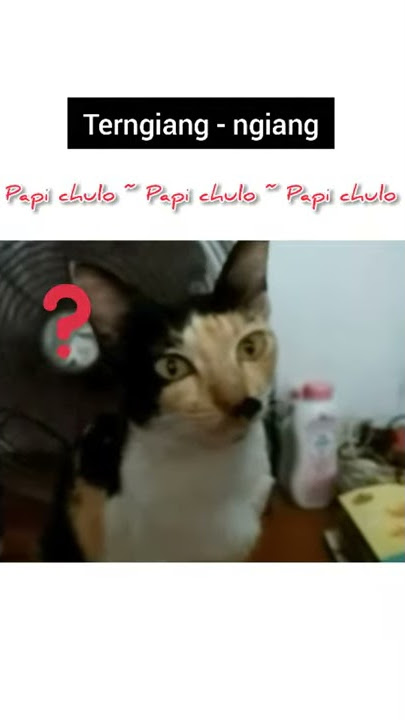 Tiktok Kucing Lucu (Papi Chulo Koplo) || Chloe Terngiang Terus