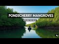 Pondicherry's 🏞️ Mangrove Forest 🌲🌳Adventure (Trailer) 📷