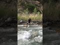 Lost a big fish unfortunately #fishing #naturefishing #catchingfish #ytshorts