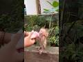 The monkey loves to drink milk every morning after waking up.