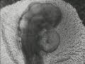 Development of a bird embryo (1934)