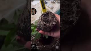 ย้ายกระถางกัญชาออโต้ Purple Punch Auto #อุปกรณ์ปลูกธรรมดาบ้านๆ