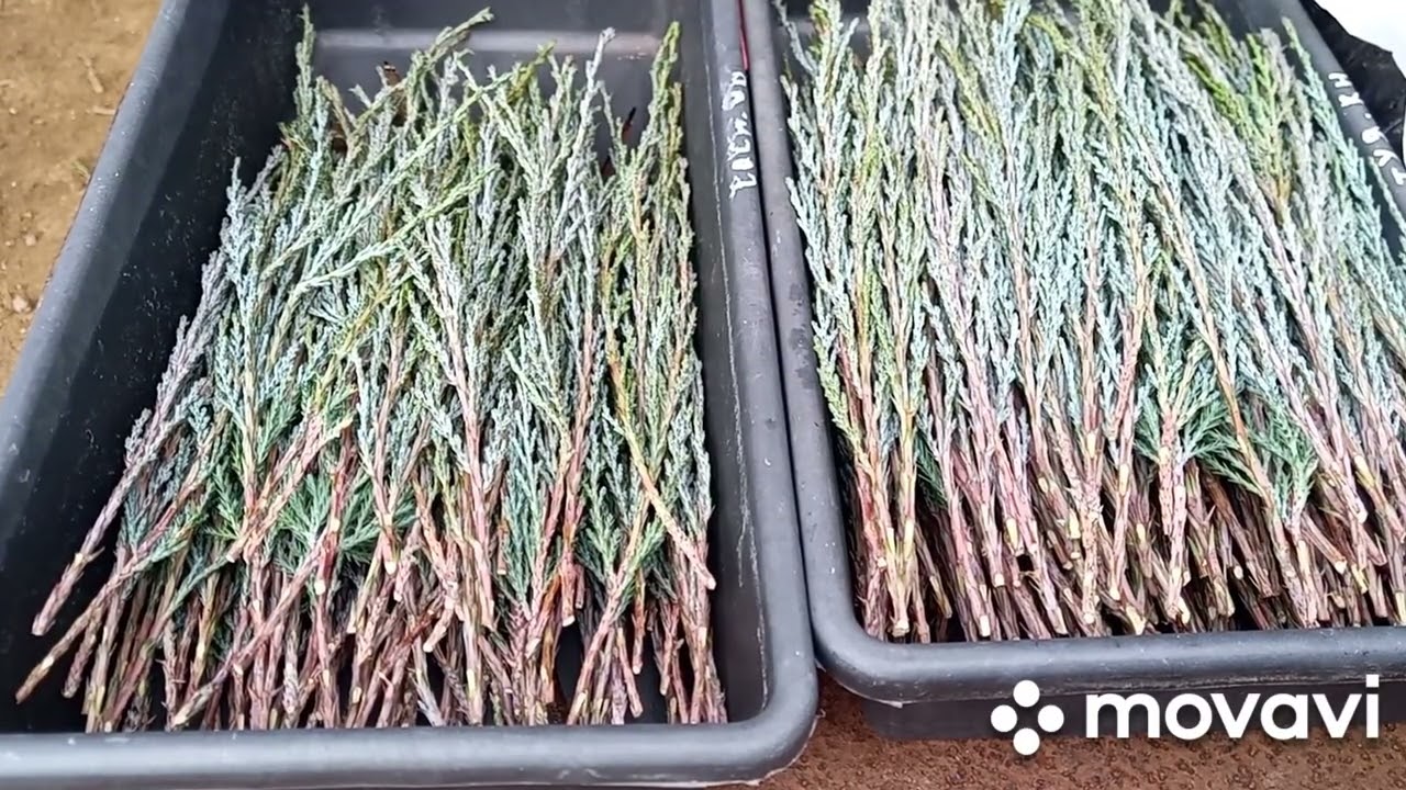 Черенкование можжевельника Блю Эрроу 25.02.2026