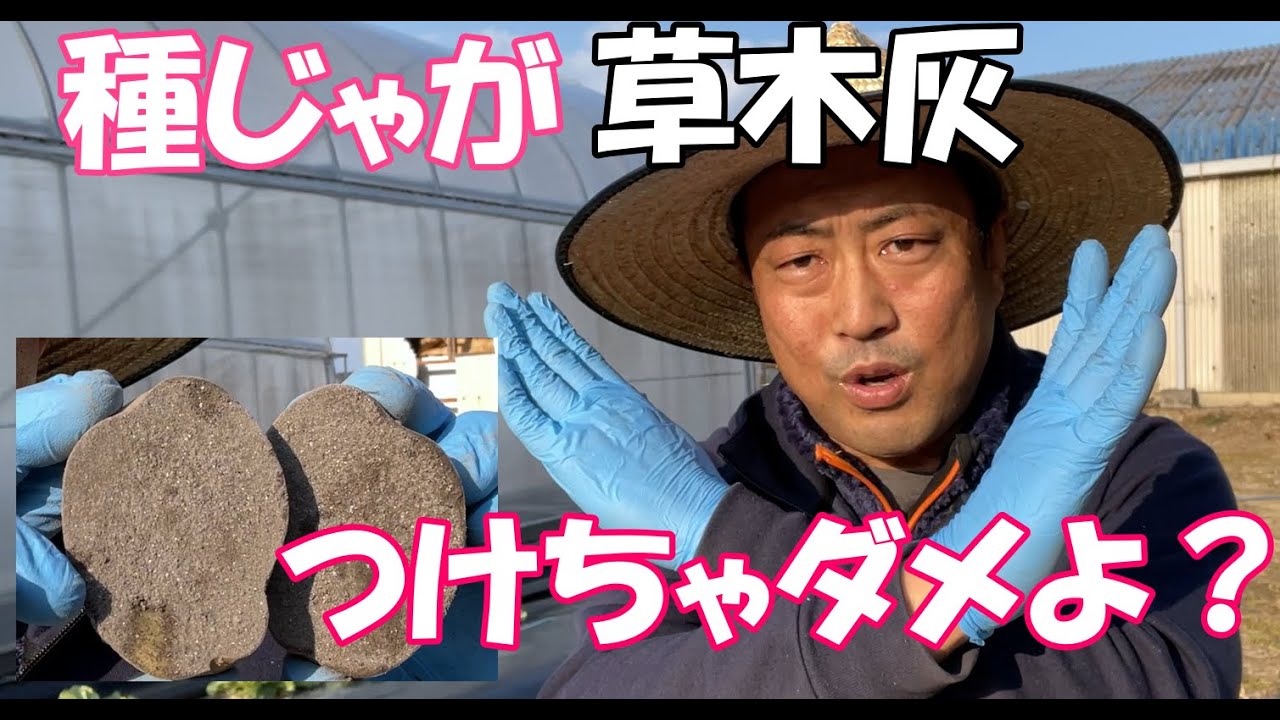 【じゃがいも】草木灰はつけない方がいい理由とカットした後の理想的な乾かし方。