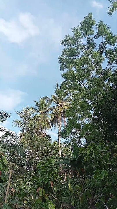 suasana siang,suara burung pedesaan #videoshorts